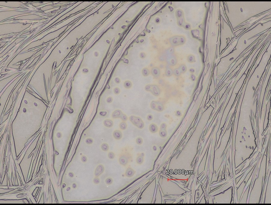 Microscopy Analysis of Pigment Adsorption